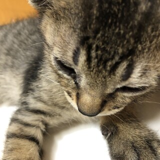 マイペースなキジサバくん