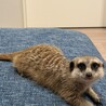 かずみみみ