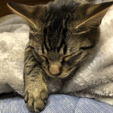 働きに行って疲れたのでお眠り中