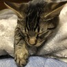 働きに行って疲れたのでお眠り中