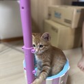 茶トラと珍しい柄の子猫ちゃんです★4/15生まれ