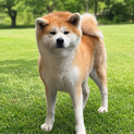 がんばって来たこの子に幸せな第ニの犬生を！