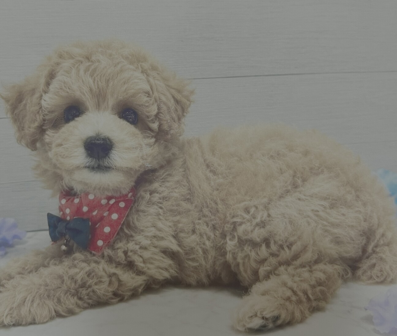 生後3ヶ月のミックス男の子です」埼玉県 - 犬の里親募集(543683) 2枚目