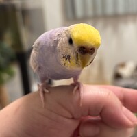 チル