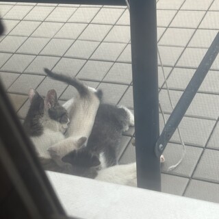 親猫子猫2匹