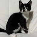【急募】白黒ハチワレ