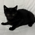 【急募】黒ちゃん