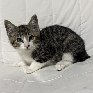 【急募】キジ白ちゃん