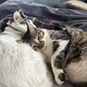 ピコ太郎が野良猫（成猫）からおうち猫になりました。