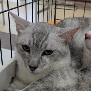 サバ白 × 香川県が募集対象」保護猫の里親募集情報 :: ペットのおうち