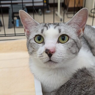 サバ白 × 香川県が募集対象」保護猫の里親募集情報 :: ペットのおうち