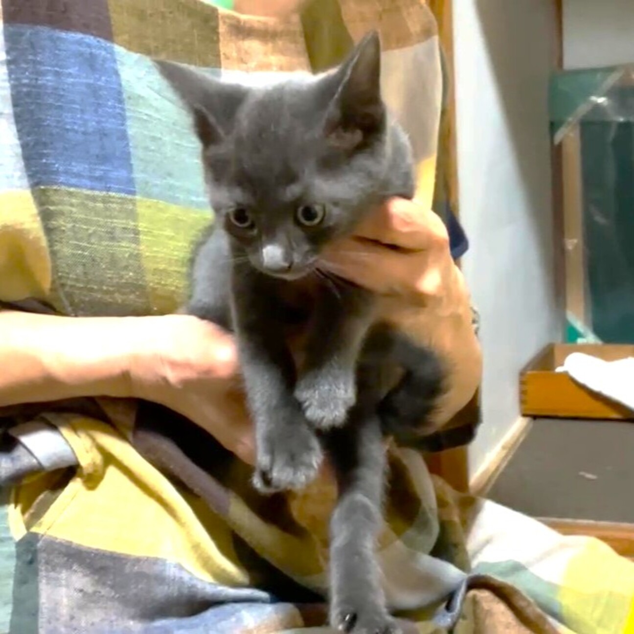 sold！まったり猫ちゃん　（濃いグレー） ありがとうございました グレーちゃん」熊本県 - 猫の里親募集(543703) :: ペットのおうち