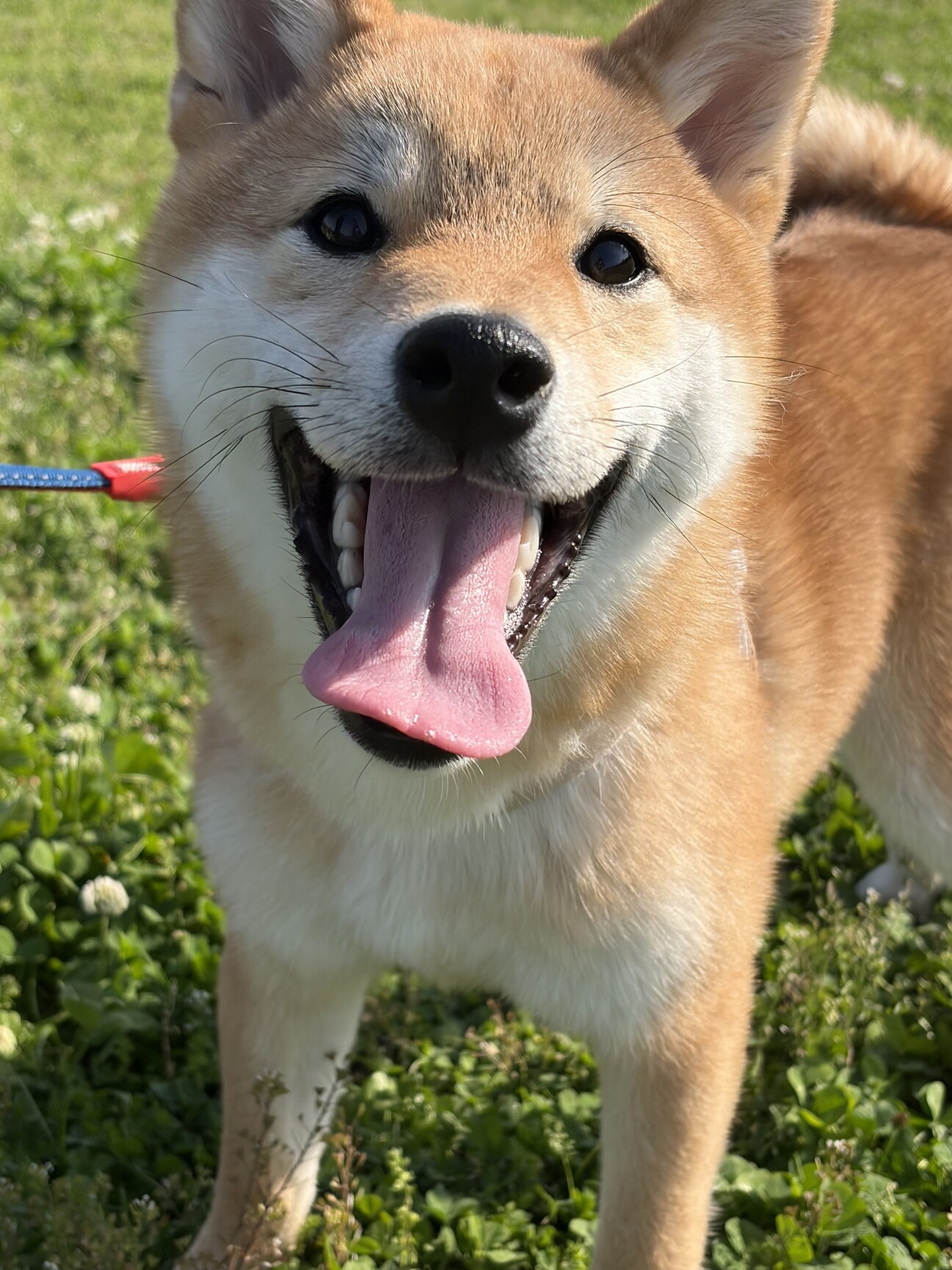 芝犬です。 生後8ヶ月の柴犬の男の子です。」兵庫県 - 犬の里親募集(543711