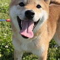 生後8ヶ月の柴犬の男の子です。