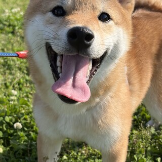 生後8ヶ月の柴犬の男の子です。