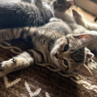 雑種5匹の兄弟姉妹猫①