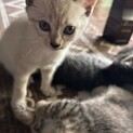 雑種5匹の兄弟姉妹猫⑤