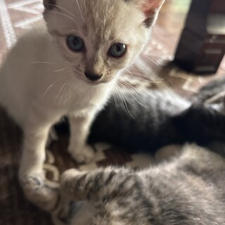 雑種5匹の兄弟姉妹猫⑤