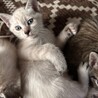雑種5匹の兄弟姉妹猫⑤ サムネイル2