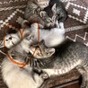 雑種5匹の兄弟姉妹猫⑤ サムネイル3