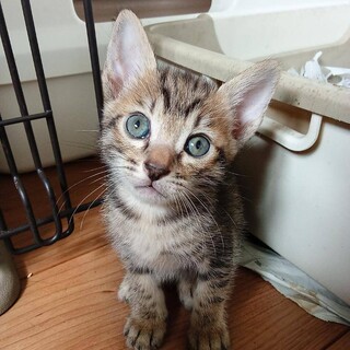 2026年5月24日生まれの子猫➁