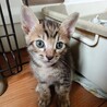 2026年5月24日生まれの子猫➁ サムネイル2