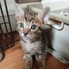 2026年5月24日生まれの子猫➁ サムネイル3