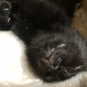 真っ黒で表情がわからなくクロくん