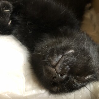 真っ黒で表情がわからなくクロくん
