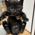 【黒猫】元気いっぱいな赤ちゃんです♪