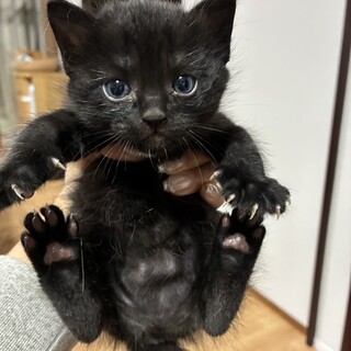 【黒猫】元気いっぱいな赤ちゃんです♪