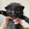 【黒猫】元気いっぱいな赤ちゃんです♪ サムネイル2