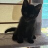 【黒猫】元気いっぱいな赤ちゃんです♪ サムネイル3
