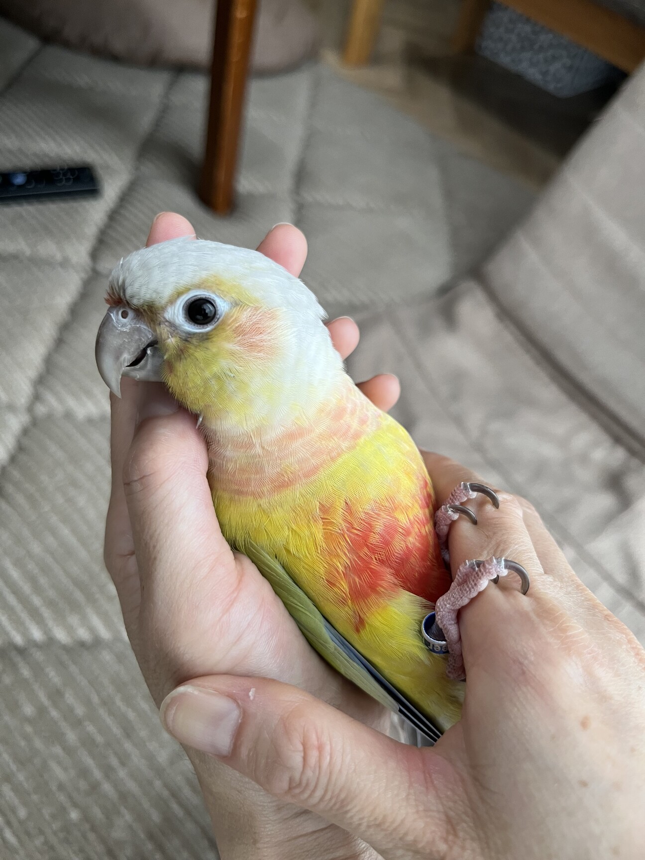 リクエストNO.2648☆ウロコインコ10点セット ぬいぐるみ・人形・置物