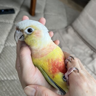 ウロコインコの里親募集