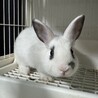 元気いっぱいなミニウサギ サムネイル2