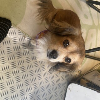 里親さんを探してます