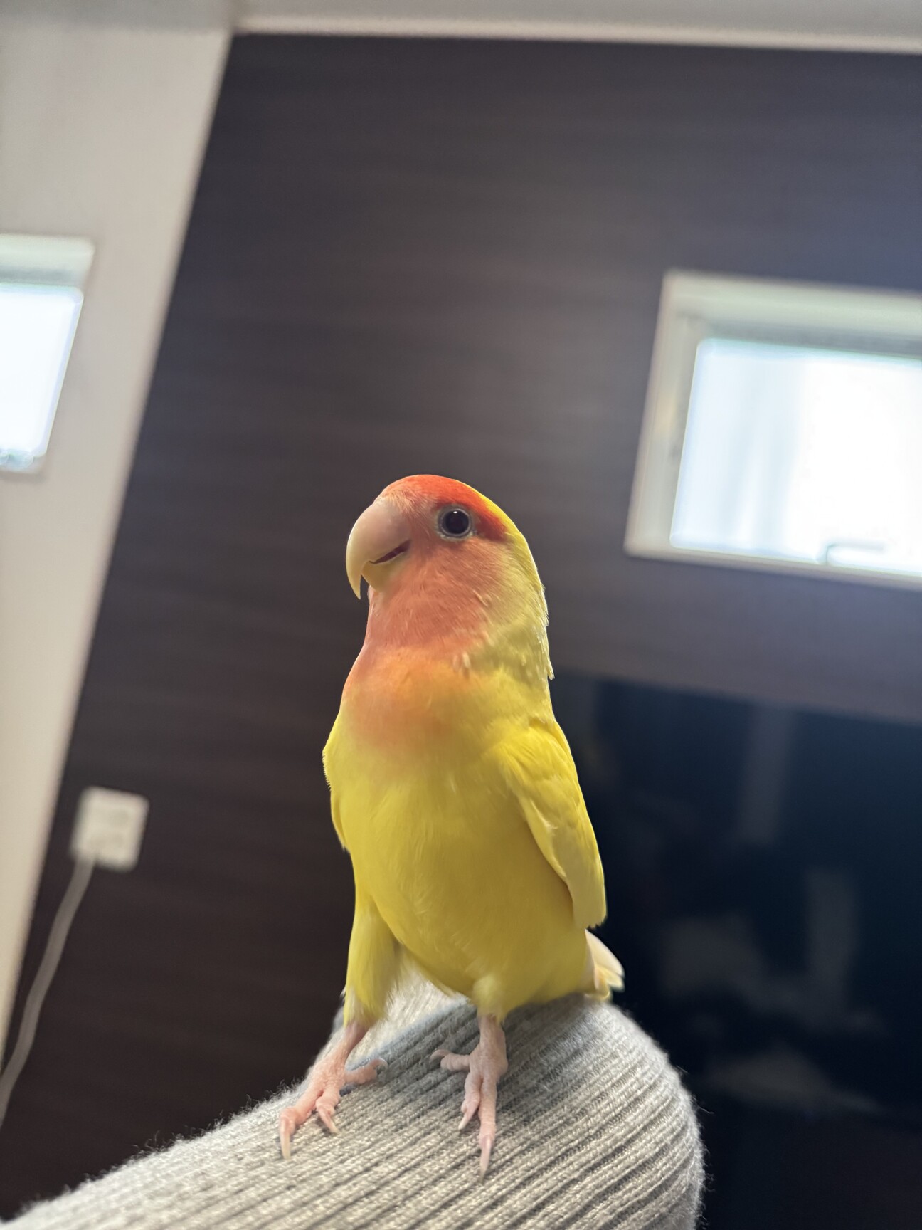 甘えん坊なコザクラインコ」群馬県 - 鳥の里親募集(543735) :: ペット