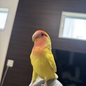 甘えん坊なコザクラインコ