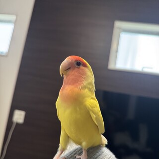 甘えん坊なコザクラインコ