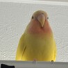 甘えん坊なコザクラインコ サムネイル2