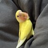 甘えん坊なコザクラインコ サムネイル3