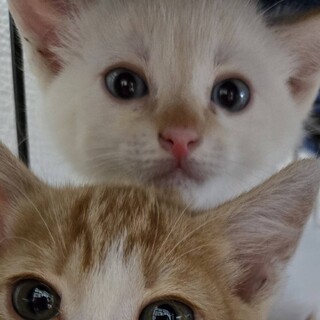 かわいい子猫のひかりくん！真っ白