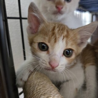 かわいい子猫のひびきくん！