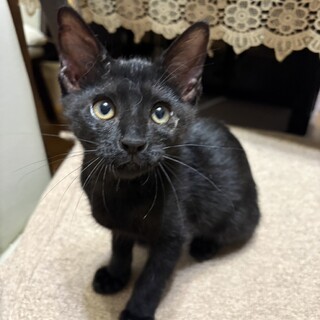 可愛い黒猫のカギッコちゃん