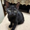 可愛い黒猫のカギッコちゃん