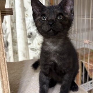 ありがとうございました★黒猫　ショートちゃん