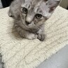 ありがとうございました★グレー虎可愛いキュウちゃん サムネイル2