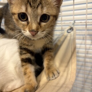 可愛らしいキジ虎　ニコちゃん