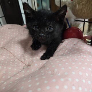 かわいい！のぞみちゃん